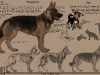 03_02_Abella_GermanShepherd_Revised