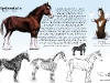 07_01_Abella_EquineDesign