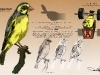 11_01_Abella_AvianDesign